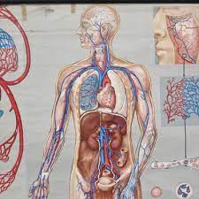 It documents how each assignment relates to the main concept and why we use them in class. School Wall Map Of The Human Body By Prof Dr Med W Blotevogel For Hagemann Dusseldorf 1950s For Sale At Pamono