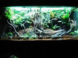 Paludarium By Raimeiken On Dendro Board Pfeilgiftfrosch Regenwald Terrarium Terrarien