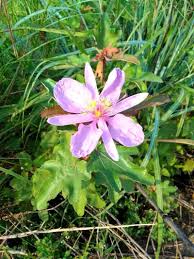 Image result for Clappertonia ficifolia