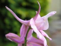 'united states/michigan' & 'business and economy/shopping'. Your Birth Month Flower Smiths Flowers