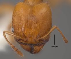 Image result for Aneilema spekei