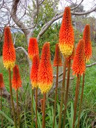 Image result for Kniphofia princeae