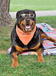 The rottweiler dog, also known as rott or rottie, is a fascinating blend of characteristics and it is strong yet gentle, rugged but sweet natured. Unique Rottweiler Dog Names For This Special Breed