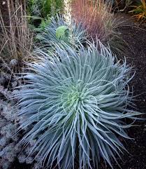 Image result for Echium