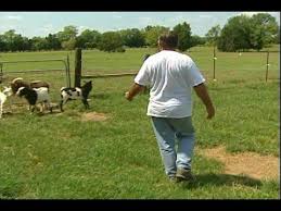 Fainting Goats I Really Want Some Of These Fainting Goat Animal Science Goats