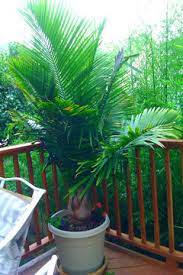 Is there anything i can do to try to. Do Majesty Palms Prefer Full Sun Or Shade