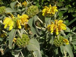 Image result for Phlomis fruticosa