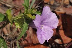 Image result for Barleria mackenii