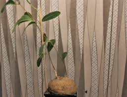 Image result for Raphionacme madiensis