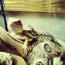 Cuddling Cuddling Bearded Dragon Animals