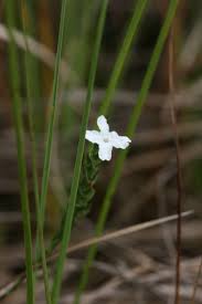 Image result for Elytraria