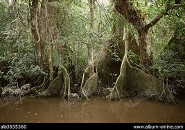 Image result for Sterculia subviolacea