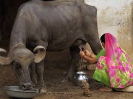 Health benefits of camel milk include its ability to prevent diabetes, boost immunity, stimulate blood circulation, lessen allergic reactions, and promote body growth. 13 Types Of Milk You Did Not Know About Times Of India