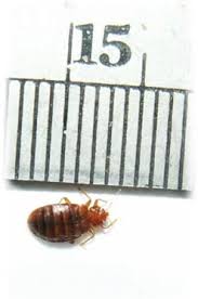 He has over years of experience working. Stenice A Jejich Odhaleni