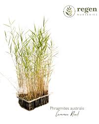 Image result for Phragmites australis
