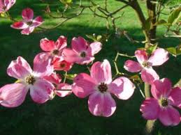 Blossoms on branches please the eye, add texture and. Dogwood Trees In Missouri How To Guide Voss Land Tree