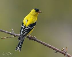 Birds Native To Colorado Springs Pin On Goldfinch