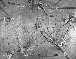 The Root Systems Of The Experimental Norway Spruce Plot Partially Download Scientific Diagram