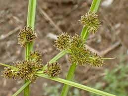 Image result for Cyperus alopecuroides