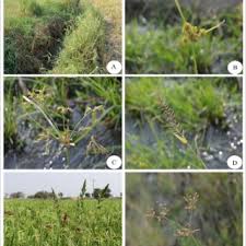 Image result for Fimbristylis quinquangularis