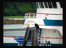 A Bald Eagle Poses With The Baranof Dream Eagle Pose Bald Eagle Fun