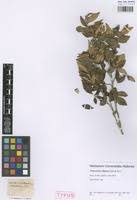 Image result for Trichocladus ellipticus