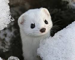 Black And White Ferret Seanan S Tumblr Indielowercase Buzzfeed Yes It S Cold Out Cute Animals Animals Animals Beautiful