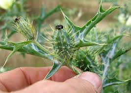 Image result for Argemone ochroleuca