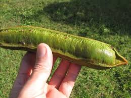 Image result for Inga