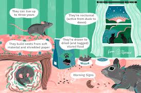 Much like naphthalene, it is suggested that the frequency of ultrasonic. 12 Common Questions And Answers About Mice In The House
