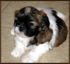 Fluffy Oh So Fluffy Shih Tzu Puppy Shih Tzu Shih Tzu Dog