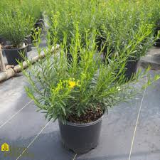 Image result for Hypericum