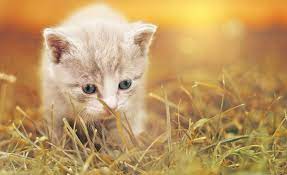 Short Names For Cats Male Female More Than 200 Ideas