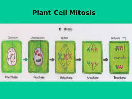 All cells are produced from other cells by the process of cell division. Cellular Reproduction Ppt Video Online Download