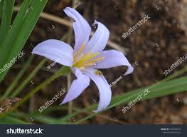 Image result for Xerophyta retinervis