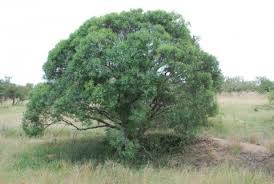 Image result for Euclea