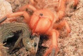 What goes around, comes 5 epic insect battles of all times mantis vs centipedes giant hornet vs scorpion hornet vs tarantula spider vs scorpion scorpion vs camel spider 5. Buzz Killers 10 Of The World S Biggest Baddest Bugs Webecoist Tarantula Hawk Arachnids Spiders Japanese Giant Hornet