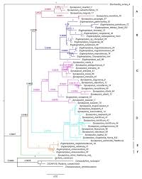 Image result for Synsepalum passargei