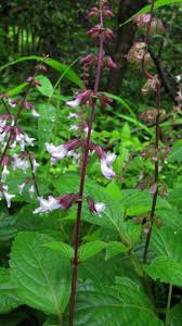 Image result for Orthosiphon thymiflorus