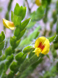 Image result for Zornia