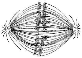 Campbell Biology 10th edition Chapter 12 Flashcards Easy Notecards