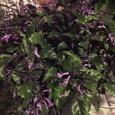 Plectranthus nummularius), swedish ivy, swedish begonia or whorled plectranthus is a plant in the family lamiaceae (labiatae), genus plectranthus. Plectranthus Purpuratus Purple Swedish Ivy Uploaded By Cheykroening