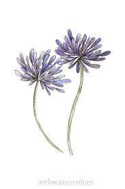 7 50 Usd Size 8x10 16x20 Dancing Agapanthus Paintings Art Prints Flower Painting Watercolor Art Prints
