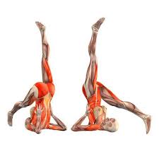 Supported Shoulderstand Right Leg Behind Head Utthita Sarvangasana Right Yoga Poses Yoga Com Yoga Asanas Yoga Diet Yoga Muscles