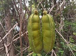 Image result for Mucuna