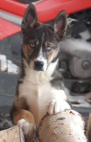 2007 saw only 6 new seppala puppies in two. Seppala Siberian Sleddog Puppy Dog Unique Dog Breeds Cute Animal Pictures Dog Breeds List