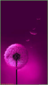 Apple Iphone 11 Pro Max Backgrounds Cool Backgrounds In 2020 Dandelion Wallpaper Beautiful Flowers Wallpapers Pink Wallpaper