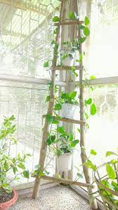 Money Plant Assamese Home Diy Front Porch Area Diy Front Porch Porch Area Home Diy