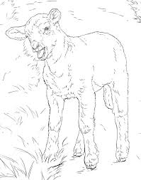 This website offers a collection of some of the best coloring pages featuring sheep. Realistic Lamb Coloring Page Free Printable Coloring Pages For Kids