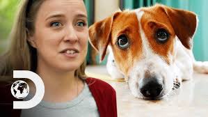 How Do Dogs Know When You're Sad?”